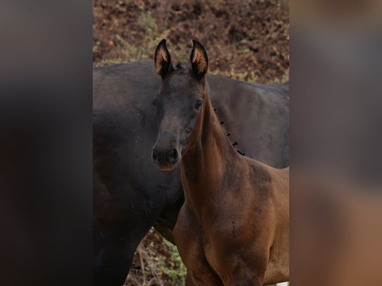 Österreichisches Warmblut Hengst Fohlen (06/2026) Rappe in Pinsdorf