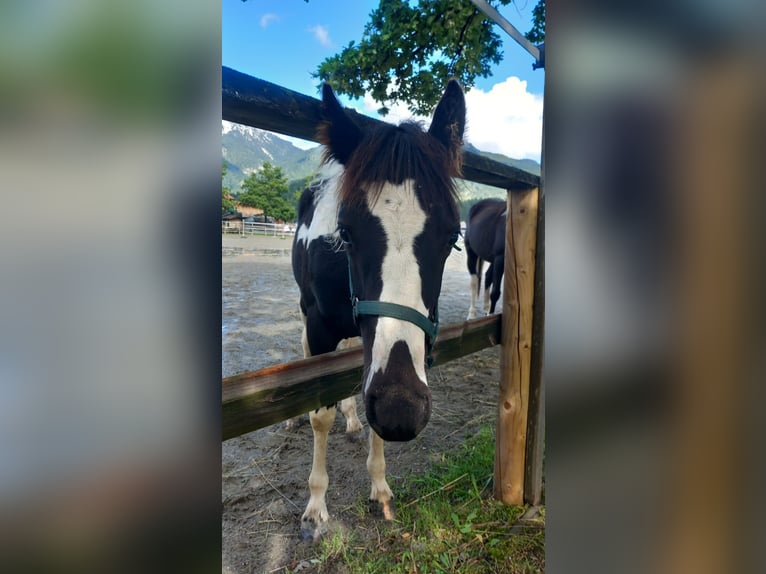 Österreichisches Warmblut Hengst Fohlen (03/2024) Schecke in Reutte