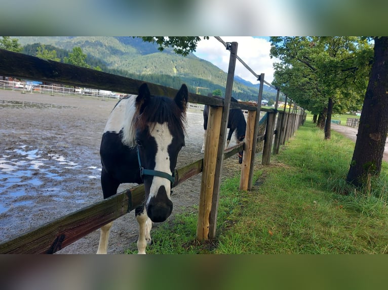 Österreichisches Warmblut Hengst Fohlen (03/2024) Schecke in Reutte