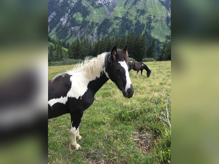 Österreichisches Warmblut Hengst Fohlen (03/2024) Schecke in Reutte