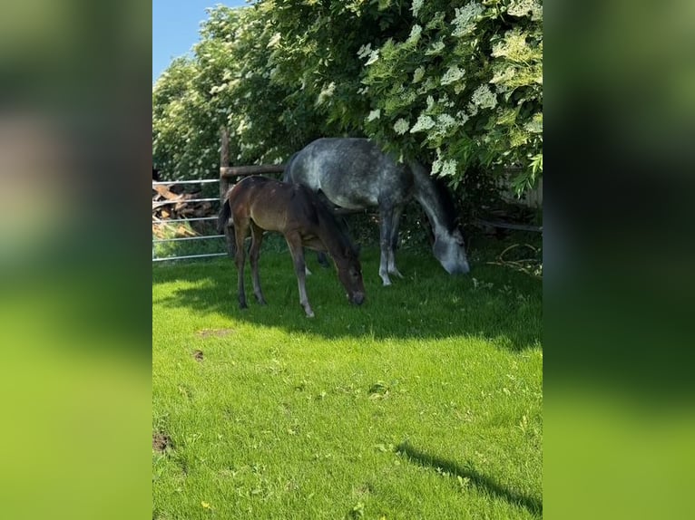 Österreichisches Warmblut Hengst Fohlen (03/2025) Schimmel in Deutsch Wagram