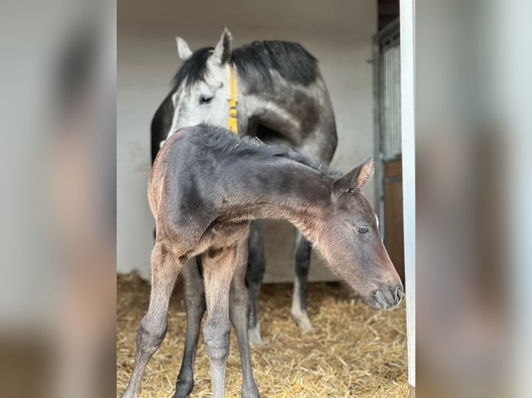 Österreichisches Warmblut Hengst Fohlen (03/2025) Schimmel in Deutsch Wagram