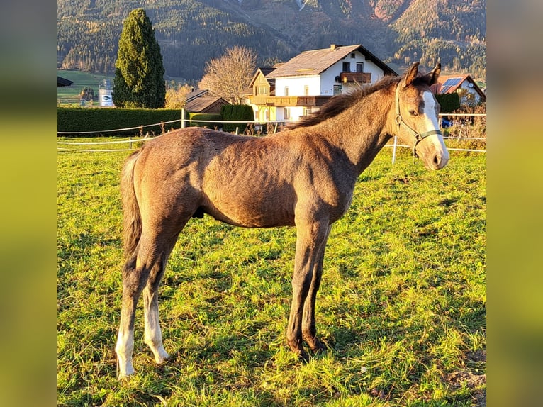 Österreichisches Warmblut Hengst Fohlen (07/2024) Schimmel in Öblarn