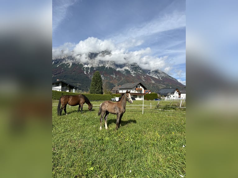 Österreichisches Warmblut Hengst Fohlen (07/2024) Schimmel in Öblarn