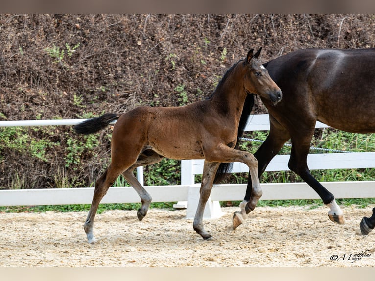 Österreichisches Warmblut Hengst Fohlen (05/2026) Schwarzbrauner in Scheffau