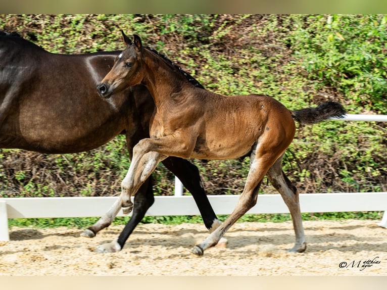 Österreichisches Warmblut Hengst Fohlen (05/2026) Schwarzbrauner in Scheffau