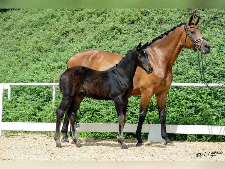Österreichisches Warmblut Hengst Fohlen (04/2026) Schwarzbrauner in Mehrnbach