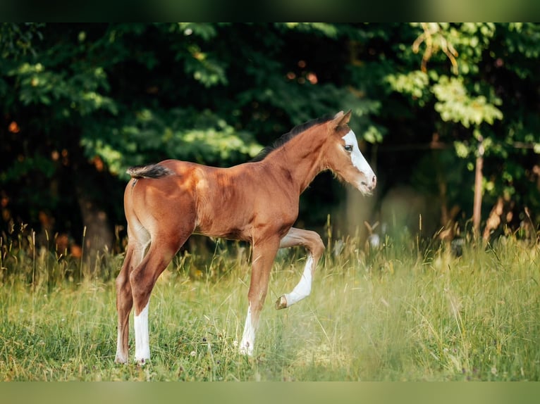 Österreichisches Warmblut Hengst  in Unterwald
