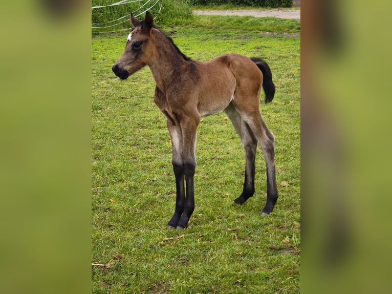 Österreichisches Warmblut Hengst  in Haselbach