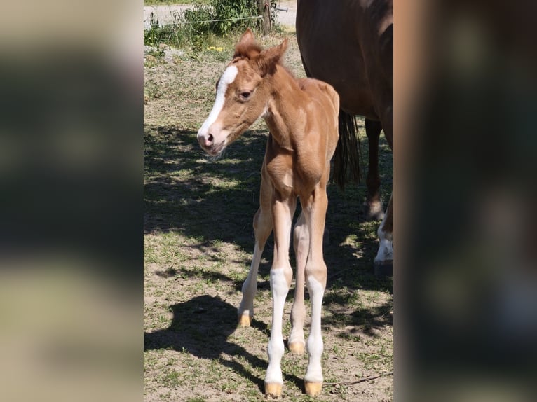 Österreichisches Warmblut Hengst  in Haselbach