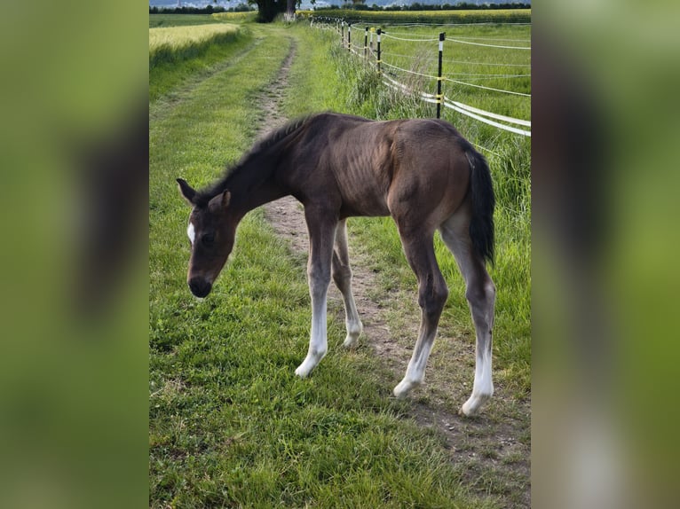 Österreichisches Warmblut Hengst  in Haselbach