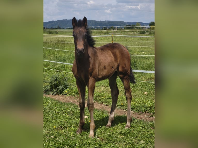 Österreichisches Warmblut Hengst  in Haselbach