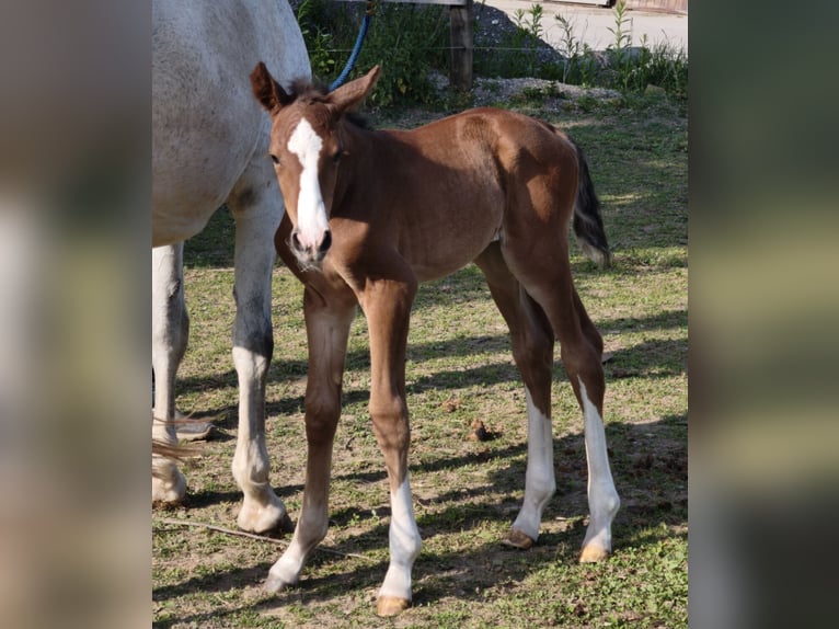 Österreichisches Warmblut Hengst  in Haselbach
