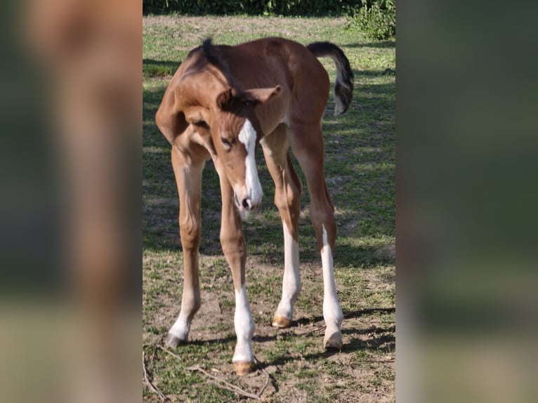 Österreichisches Warmblut Hengst  in Haselbach