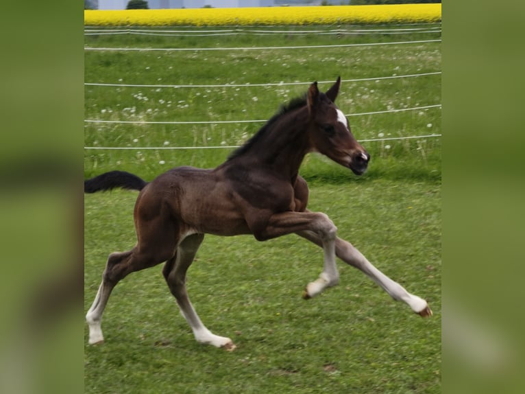 Österreichisches Warmblut Hengst  in Haselbach