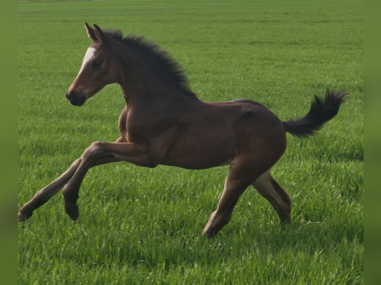 Österreichisches Warmblut Hengst  in Haselbach