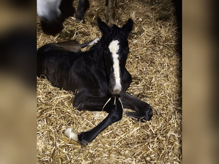 Österreichisches Warmblut Hengst  in Haselbach