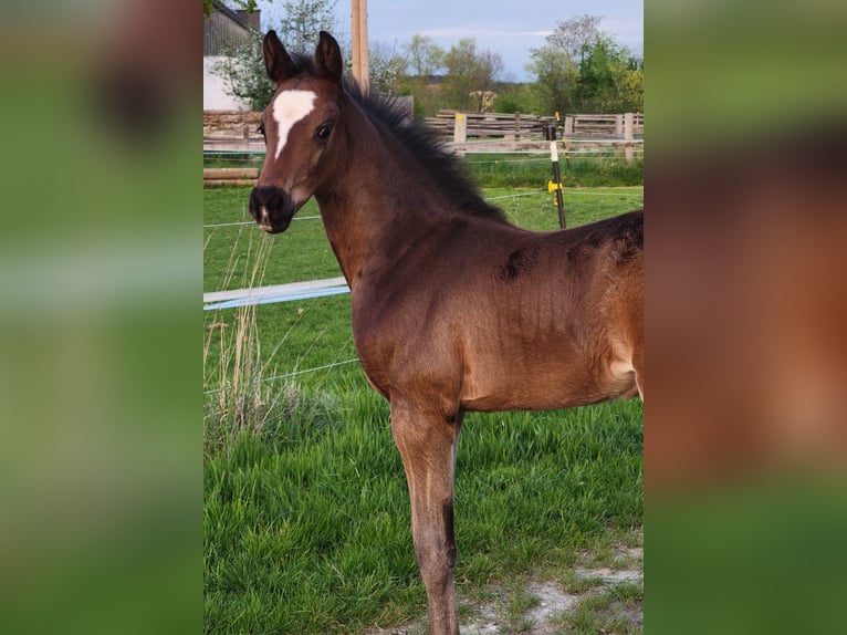 Österreichisches Warmblut Hengst  in Haselbach