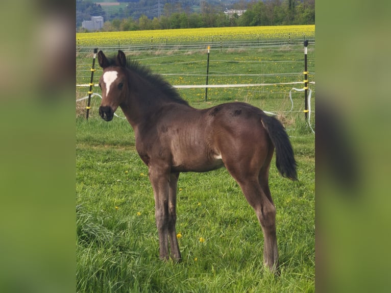 Österreichisches Warmblut Hengst  in Haselbach