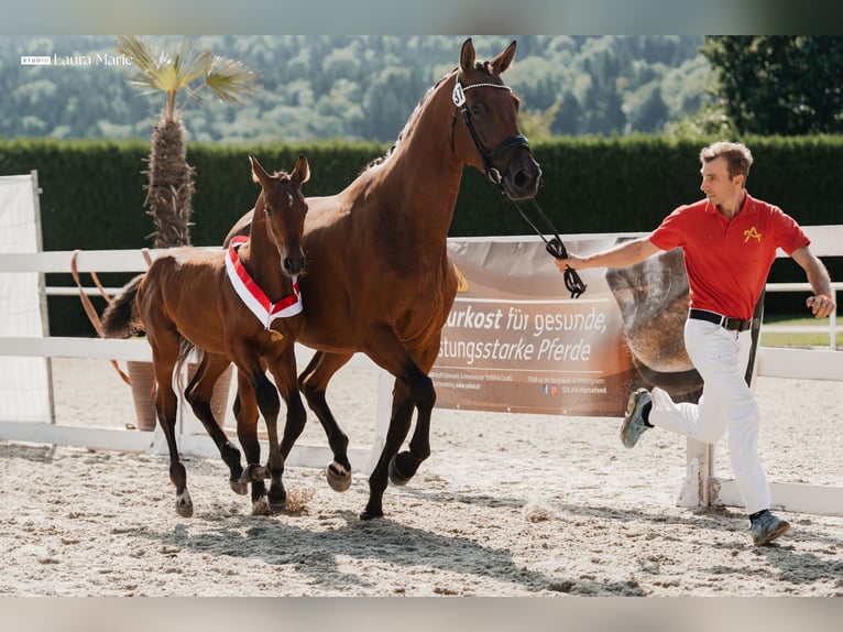 Österreichisches Warmblut Hengst Fohlen (01/2026)  in St. Ulrich am Pillersee