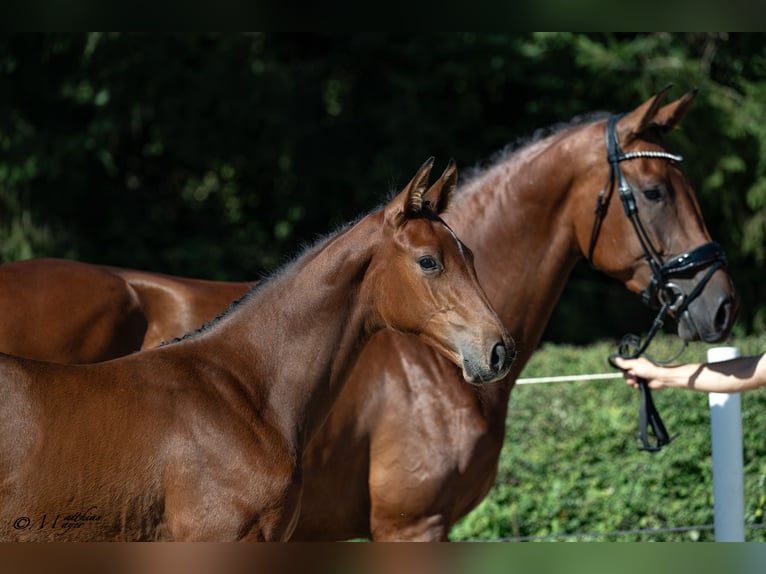 Österreichisches Warmblut Hengst Fohlen (01/2026)  in St. Ulrich am Pillersee