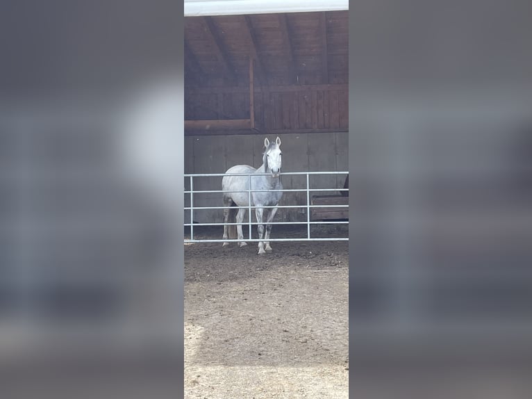 Österreichisches Warmblut Stute 10 Jahre 158 cm Fliegenschimmel in Perersdorf