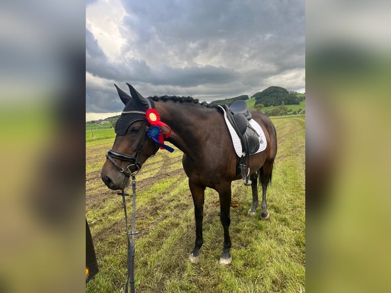 Österreichisches Warmblut Stute 10 Jahre 162 cm in Gallneukirchen