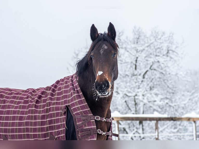 Österreichisches Warmblut Stute 10 Jahre 164 cm Brauner in Pöllau bei Gleisdorf