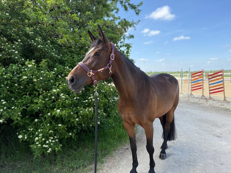 Österreichisches Warmblut Stute 10 Jahre 165 cm Brauner in Deutsch Wagram