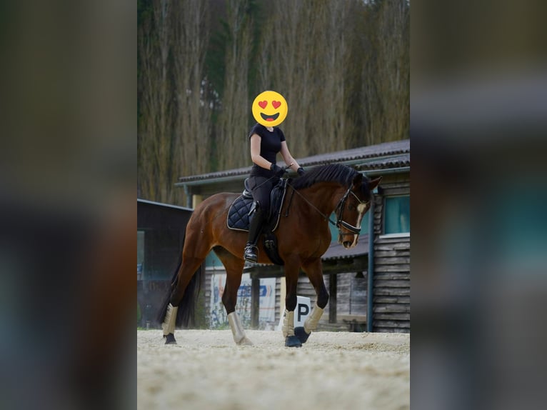 Österreichisches Warmblut Stute 10 Jahre 165 cm Brauner in Sankt Marein im Mürztal