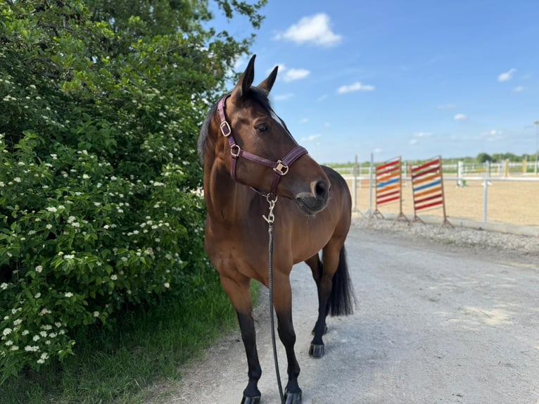 Österreichisches Warmblut Stute 10 Jahre 165 cm Brauner in Deutsch Wagram