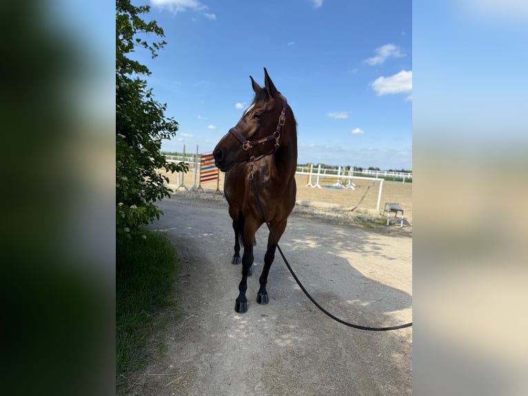 Österreichisches Warmblut Stute 10 Jahre 165 cm Brauner in Deutsch Wagram