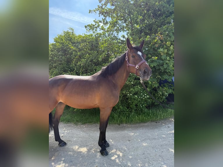 Österreichisches Warmblut Stute 10 Jahre 165 cm Brauner in Deutsch Wagram