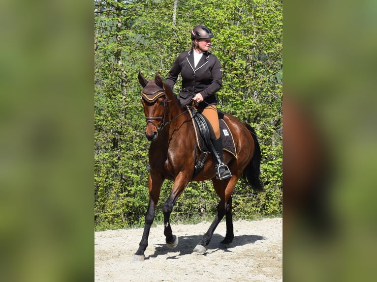 Österreichisches Warmblut Stute 10 Jahre 165 cm Brauner in Lichtenberg