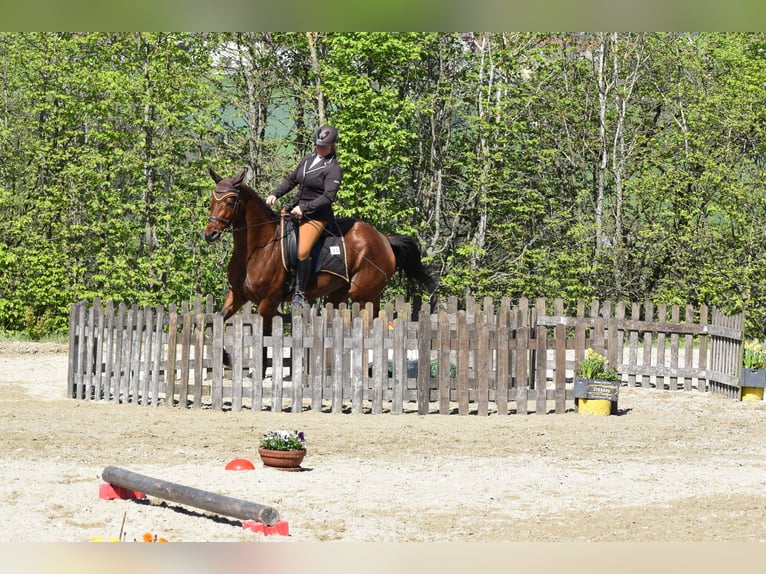 Österreichisches Warmblut Stute 10 Jahre 165 cm Brauner in Lichtenberg