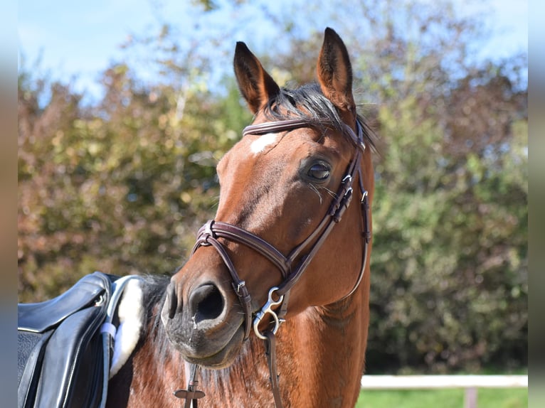 Österreichisches Warmblut Stute 10 Jahre 165 cm Brauner in Lichtenberg