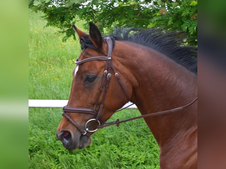 Österreichisches Warmblut Stute 10 Jahre 165 cm Brauner in Lichtenberg
