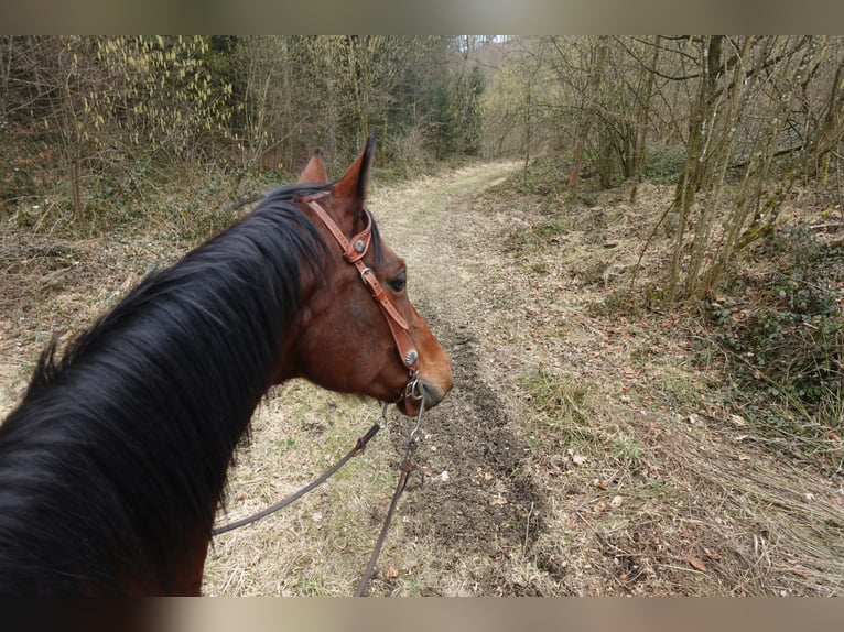 Österreichisches Warmblut Stute 10 Jahre 165 cm Brauner in Lichtenberg