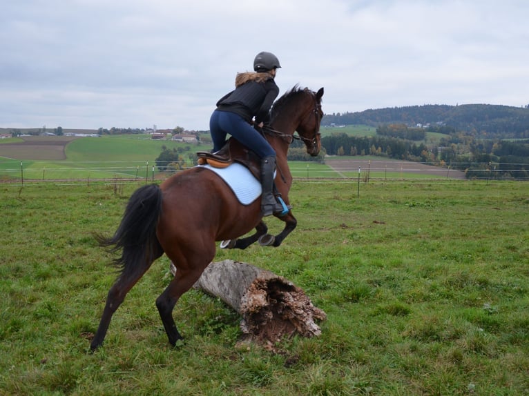 Österreichisches Warmblut Stute 10 Jahre 165 cm Brauner in Lichtenberg