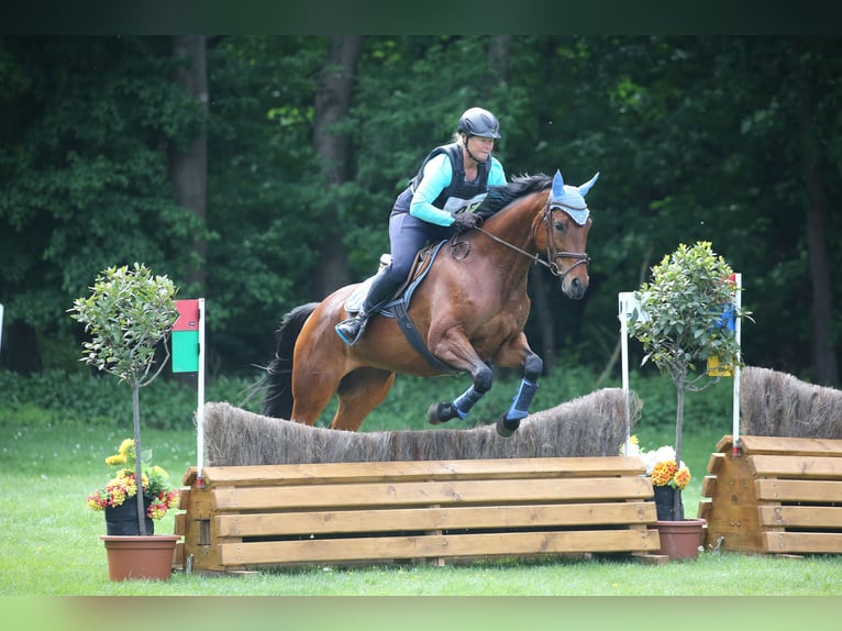 Österreichisches Warmblut Stute 10 Jahre 165 cm Brauner in Lichtenberg