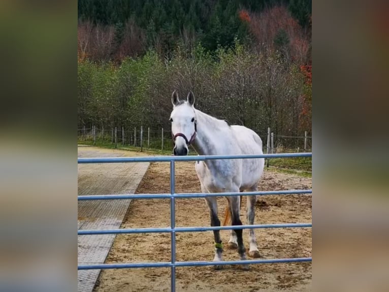 Österreichisches Warmblut Stute 10 Jahre 165 cm Schimmel in St. Peter in der Au