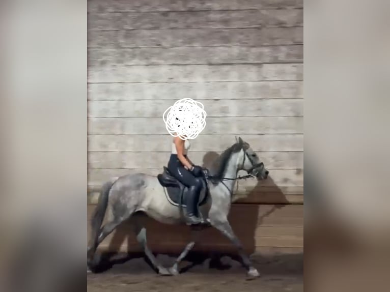 Österreichisches Warmblut Stute 10 Jahre 167 cm Apfelschimmel in Obertilliach