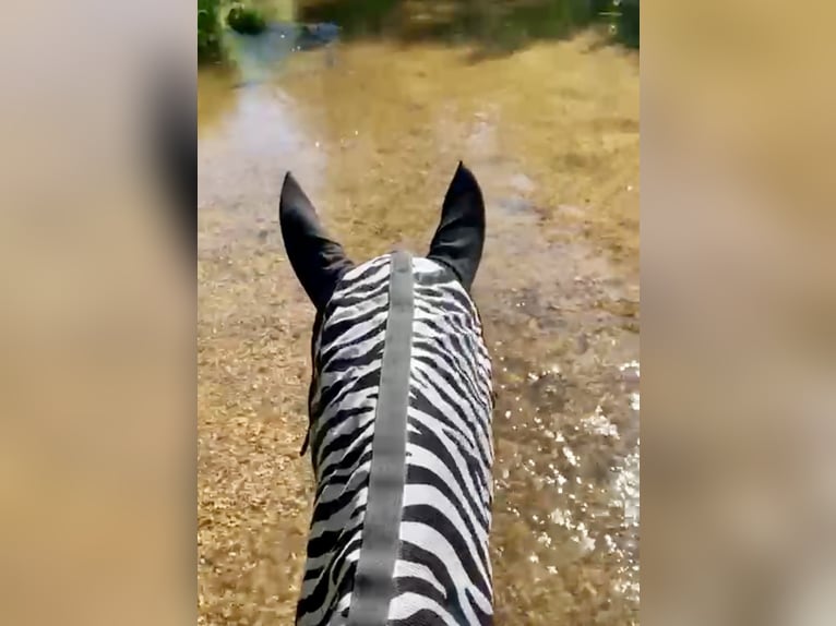Österreichisches Warmblut Stute 10 Jahre 168 cm Dunkelbrauner in Pelmberg