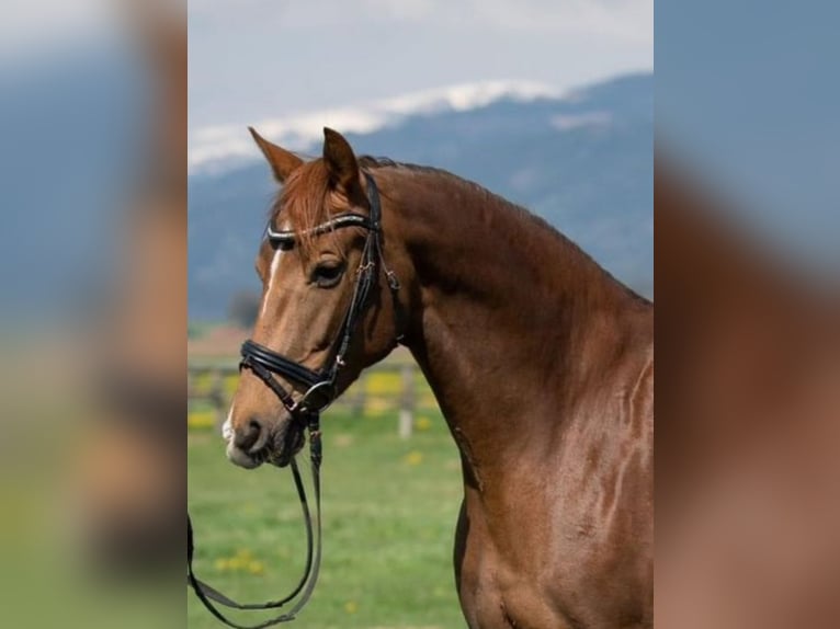 Österreichisches Warmblut Stute 10 Jahre 168 cm Fuchs in Dobersdorf