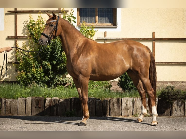 Österreichisches Warmblut Stute 10 Jahre 168 cm Fuchs in Dobersdorf