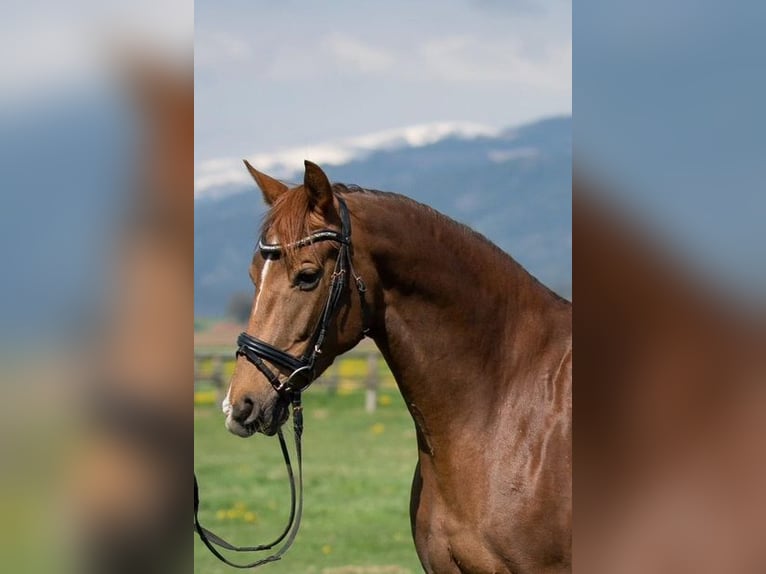 Österreichisches Warmblut Stute 10 Jahre 168 cm Fuchs in Dobersdorf