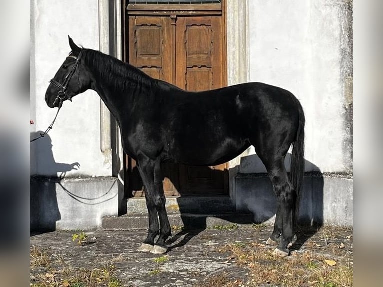 Österreichisches Warmblut Stute 10 Jahre 170 cm Rappe in Wels