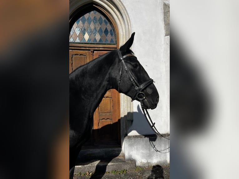 Österreichisches Warmblut Stute 10 Jahre 170 cm Rappe in Wels