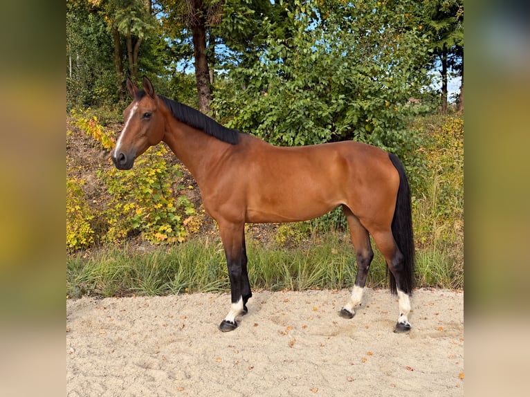 Österreichisches Warmblut Stute 10 Jahre 173 cm Brauner in Pelmberg