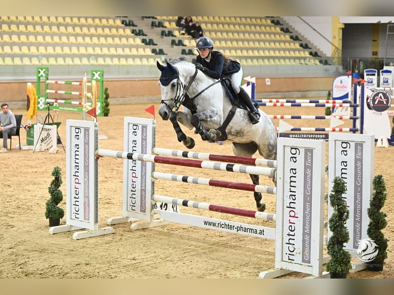 Österreichisches Warmblut Stute 10 Jahre 173 cm Schimmel in Linz